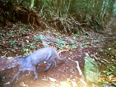 Projeto Felinos do Aguaí - Santa Catarina - Brasil